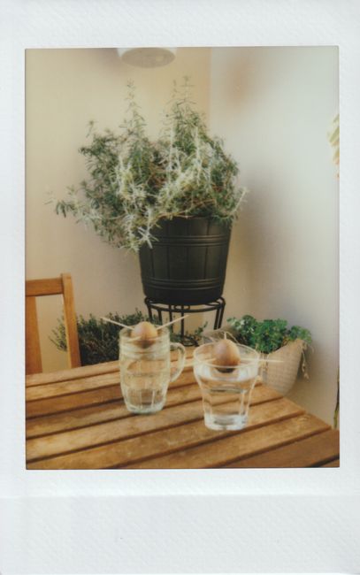 Indoor plants in pots on a wooden table, creating a serene and green atmosphere.