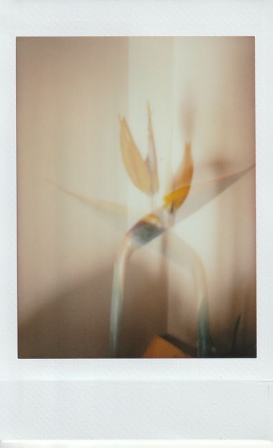 A creative double exposure of a Bird of Paradise flower in an instant photo style, showcasing abstract beauty.