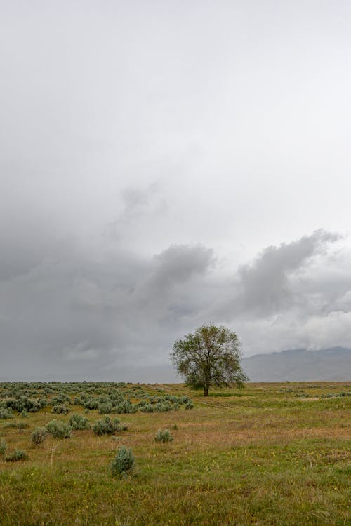 Lonely tree in field under cloudy sky