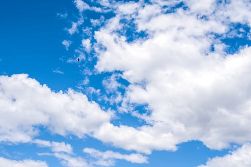 Low angle of colorful sky with clouds and small soaring bird in daylight