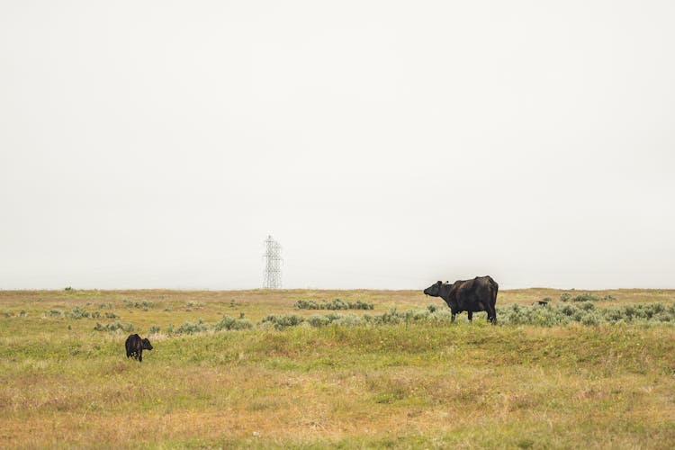 Cow With Calf Grazing On Grass Meadow In Countryside