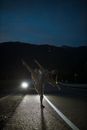 夜晚，空旷的道路上，一位女舞者在车灯的照耀下优雅起舞