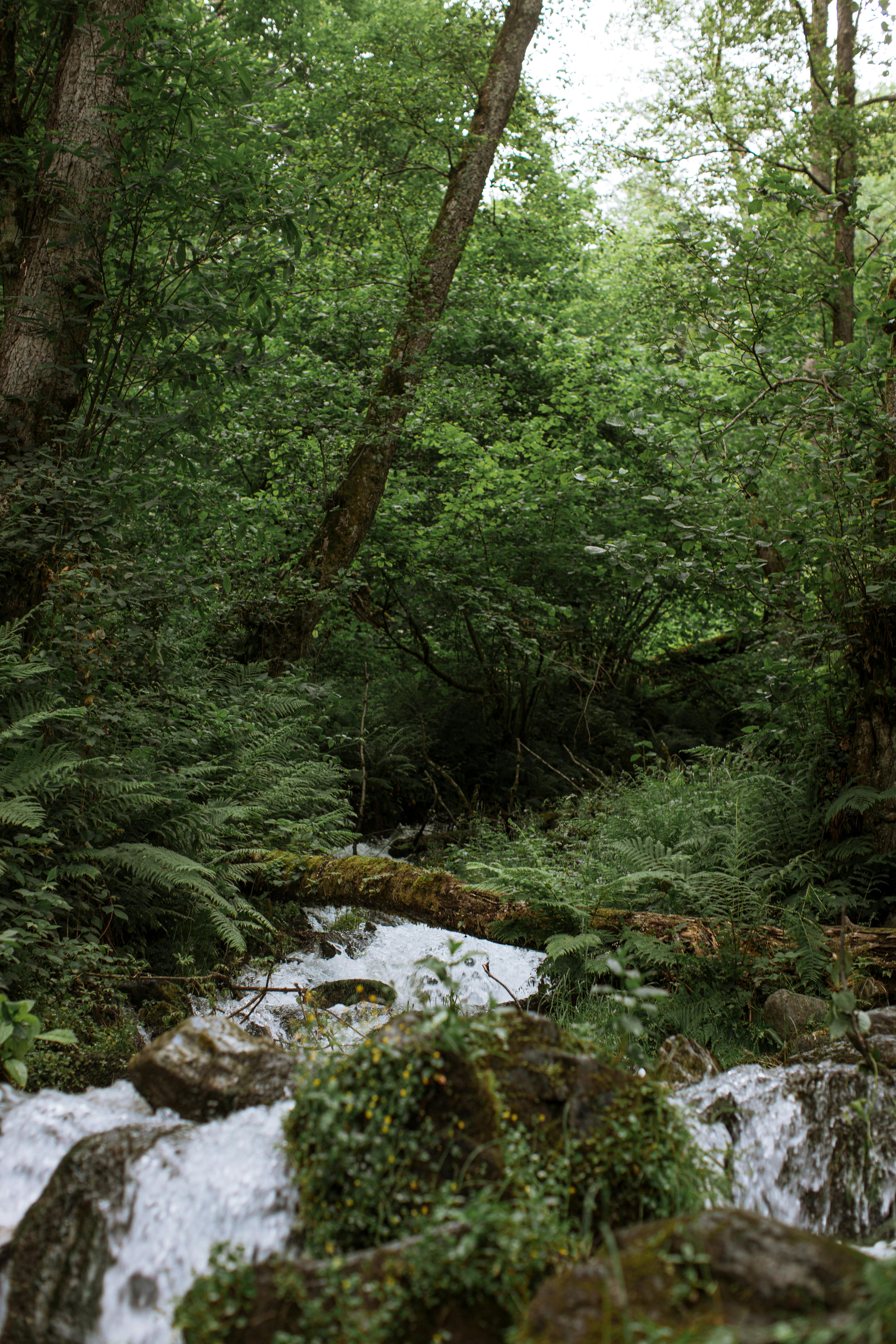 一条流动的小溪被郁郁葱葱的绿色植物包围，构成了宁静的森林场景