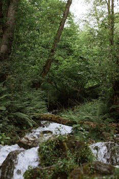 一条流动的小溪被郁郁葱葱的绿色植物包围，构成了宁静的森林场景