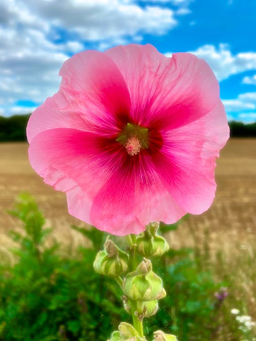 Close-Up Photograph of a Pink Hollyhock Flower