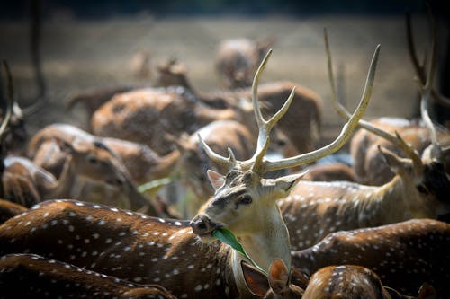 Photo of a Spotted Dear with Long Antlers