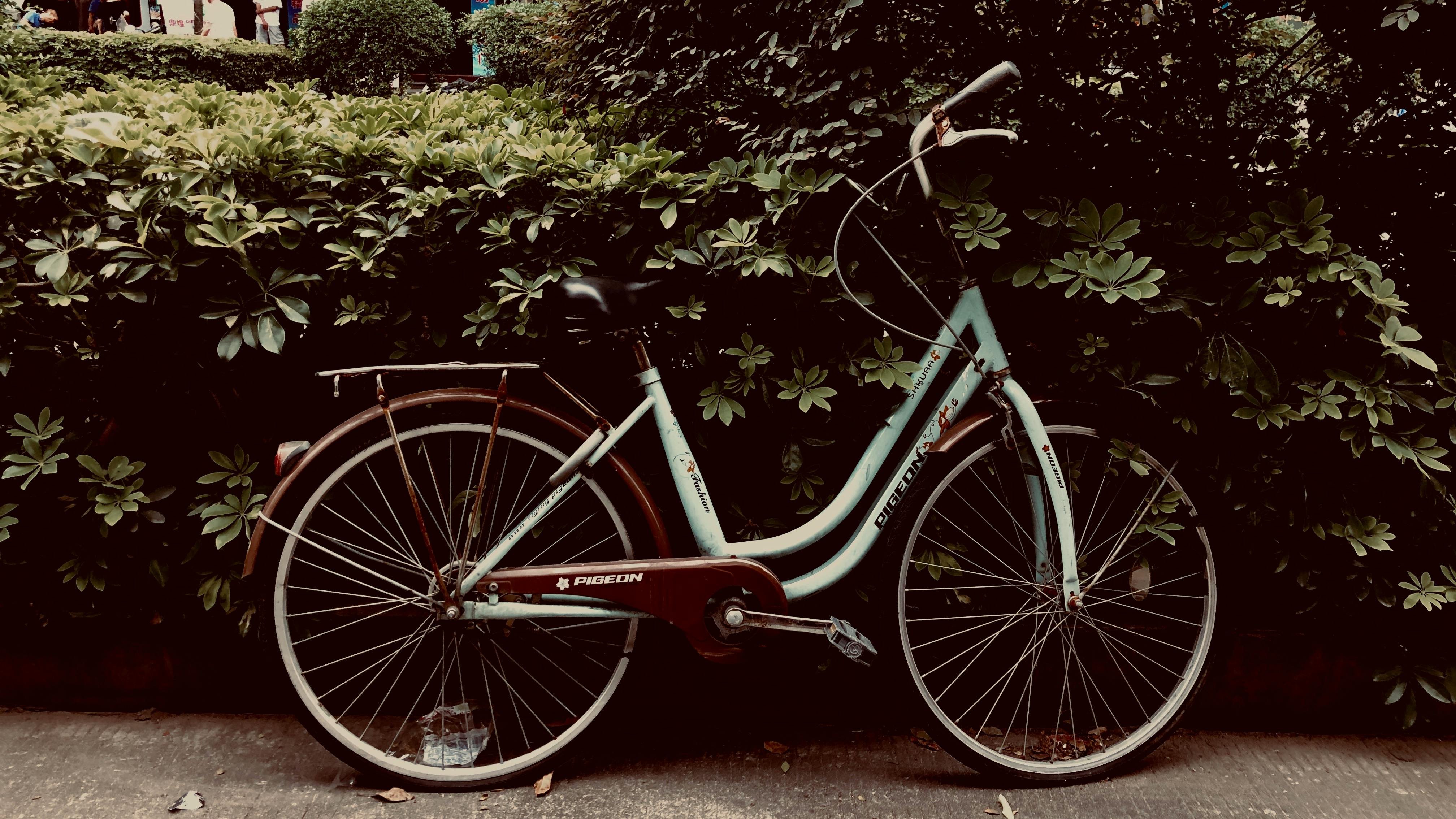 Bicycles Parked under a Tree · Free Stock Photo