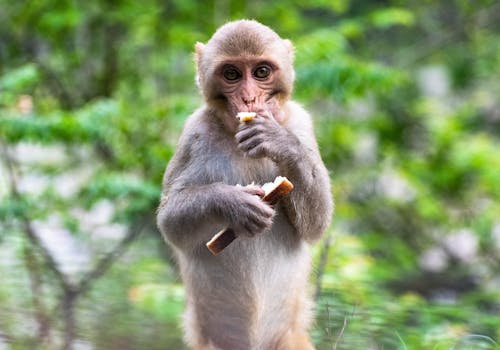 Photo of a Monkey Eating Bread