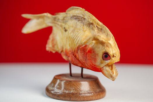 Piranha Figurine on a Wooden Stand 