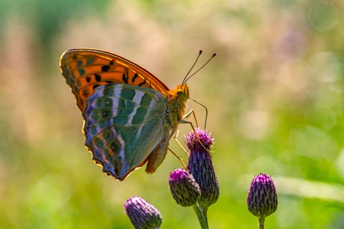 Free Detailed macro shot of a Silver-washed Fritillary butterfly perched on vibrant purple thistle flowers. Stock Photo