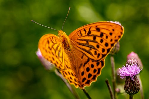 Close Up Photo of a Butterfly