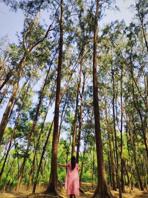 Free A woman in a traditional dress stands amidst tall trees in a sunlit forest. Stock Photo