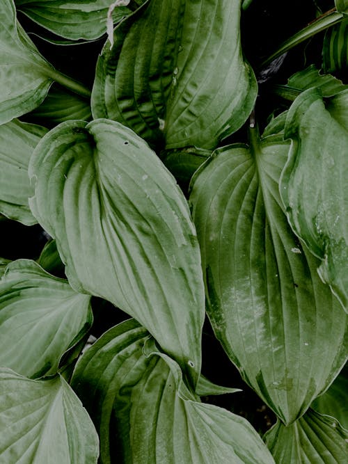 Free Textured big green leaves with patterns Stock Photo