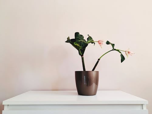 Fotos de stock gratuitas de elegancia, florero, flores