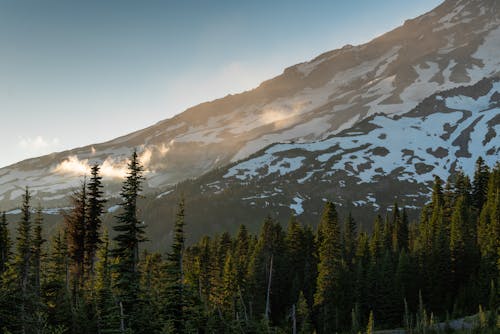 Green Pine Trees Near  Mountain