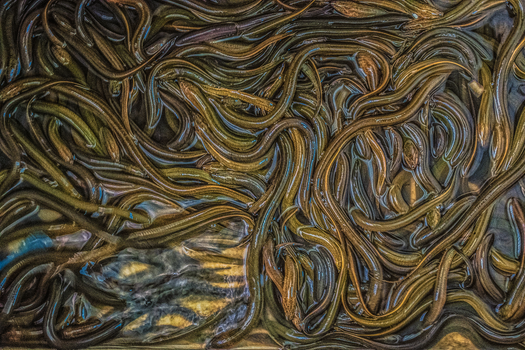 Close-up of entwined eels underwater, showcasing a beautiful abstract pattern and green hues.