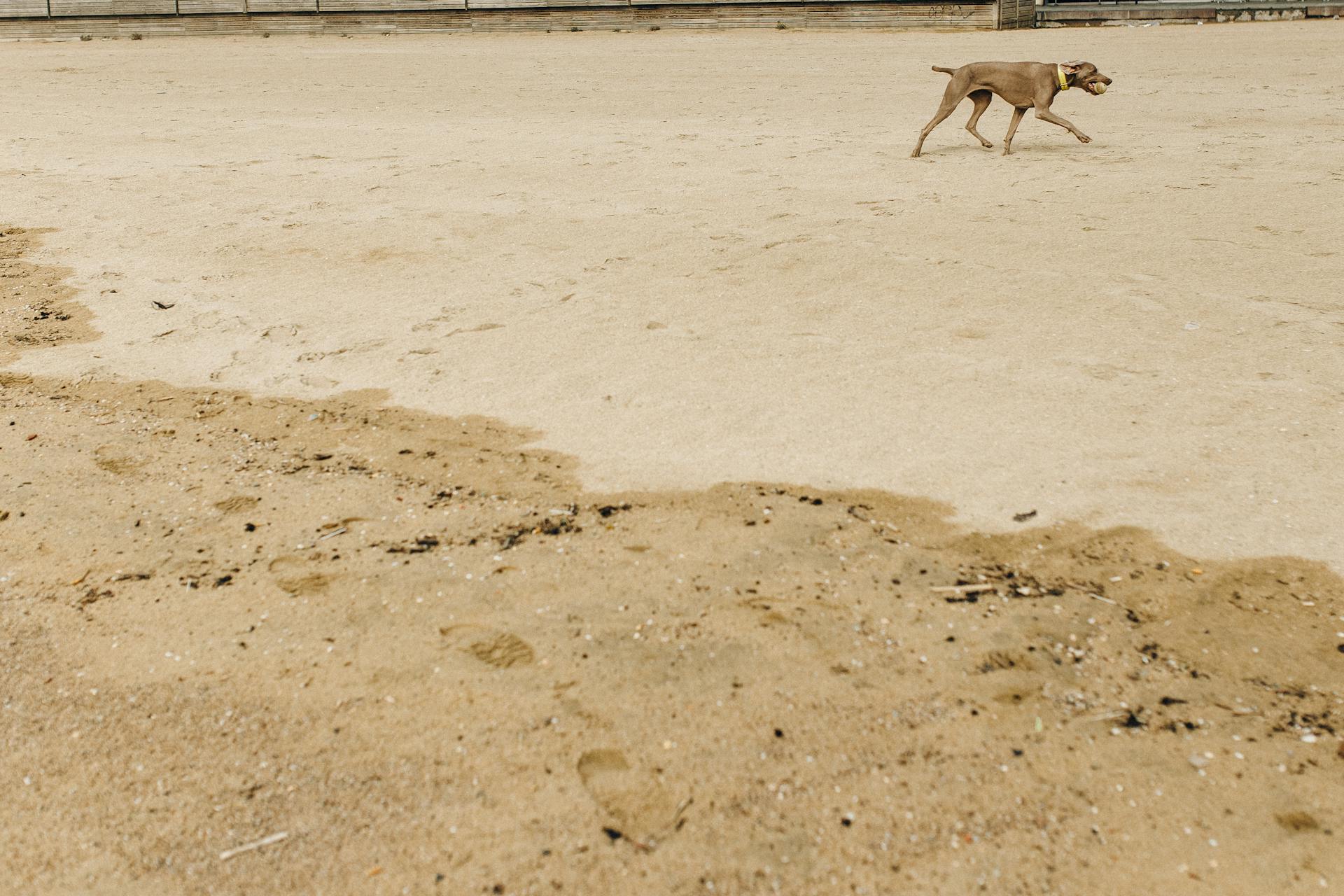 Photo of a Brown Dog Near Wet Sand