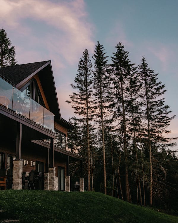 Modern cottage located on grassy terrain surrounded by trees