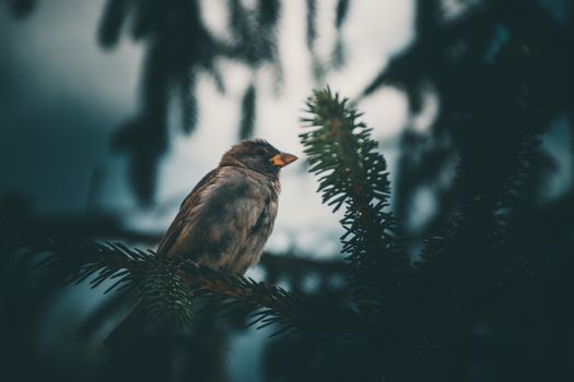 A serene image of a sparrow on a pine branch with a moody winter background.