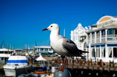 Free stock photo of blue, cape town, dock