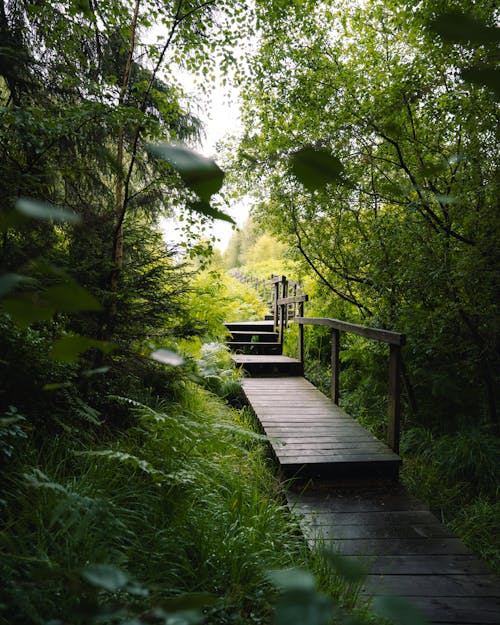 Kostenloses Stock Foto zu bäume, beratung, dichter wald