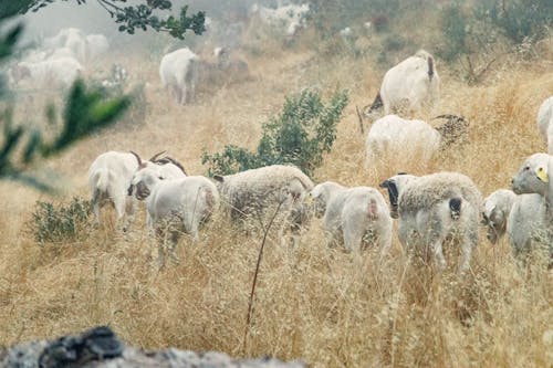 Herd of Sheep on Grass Field
