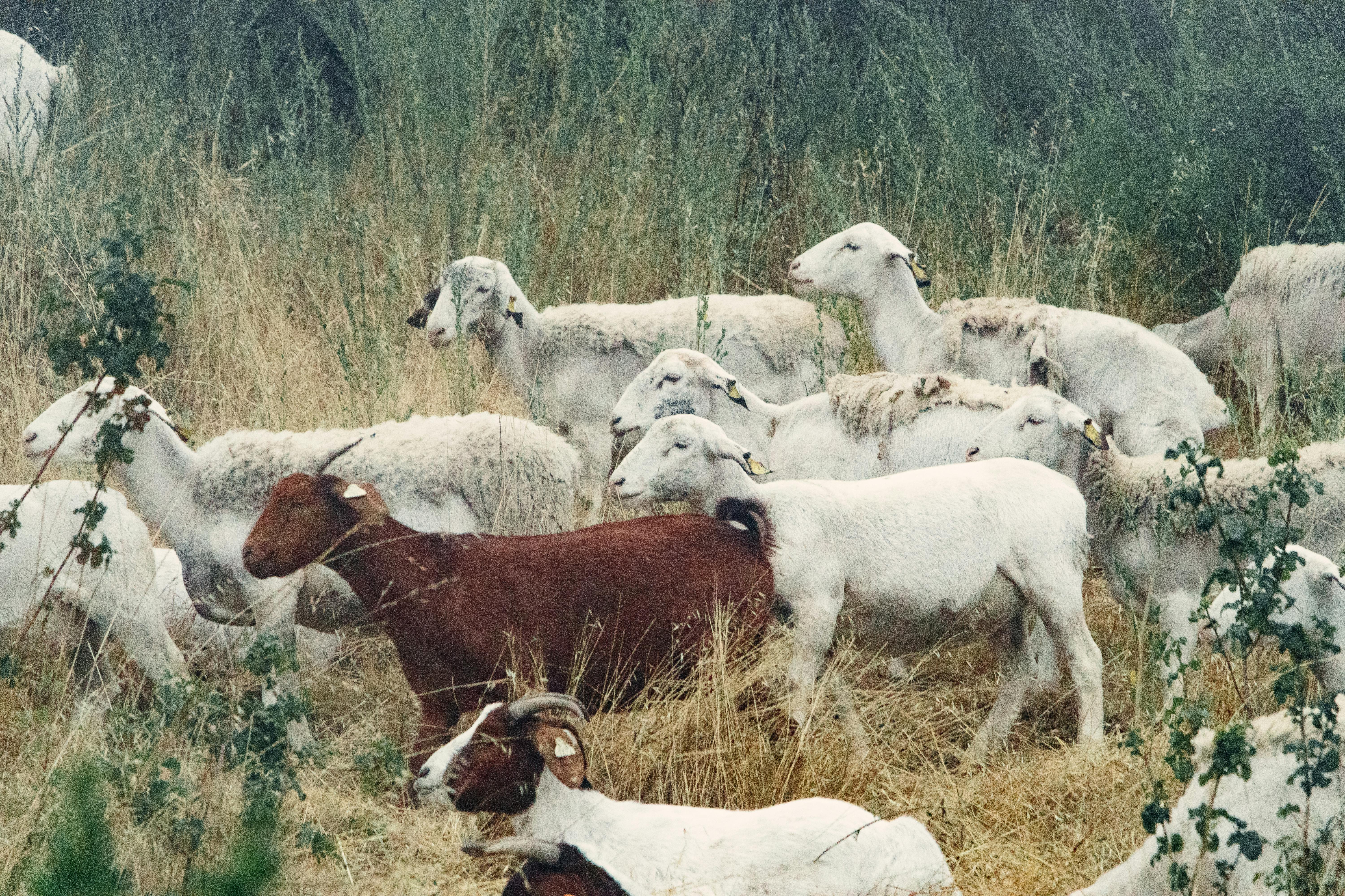 Foto de stock gratuita sobre agricultura, al aire libre, animales de ...