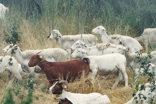 Herd of White and Brown Goats on Grass Field
