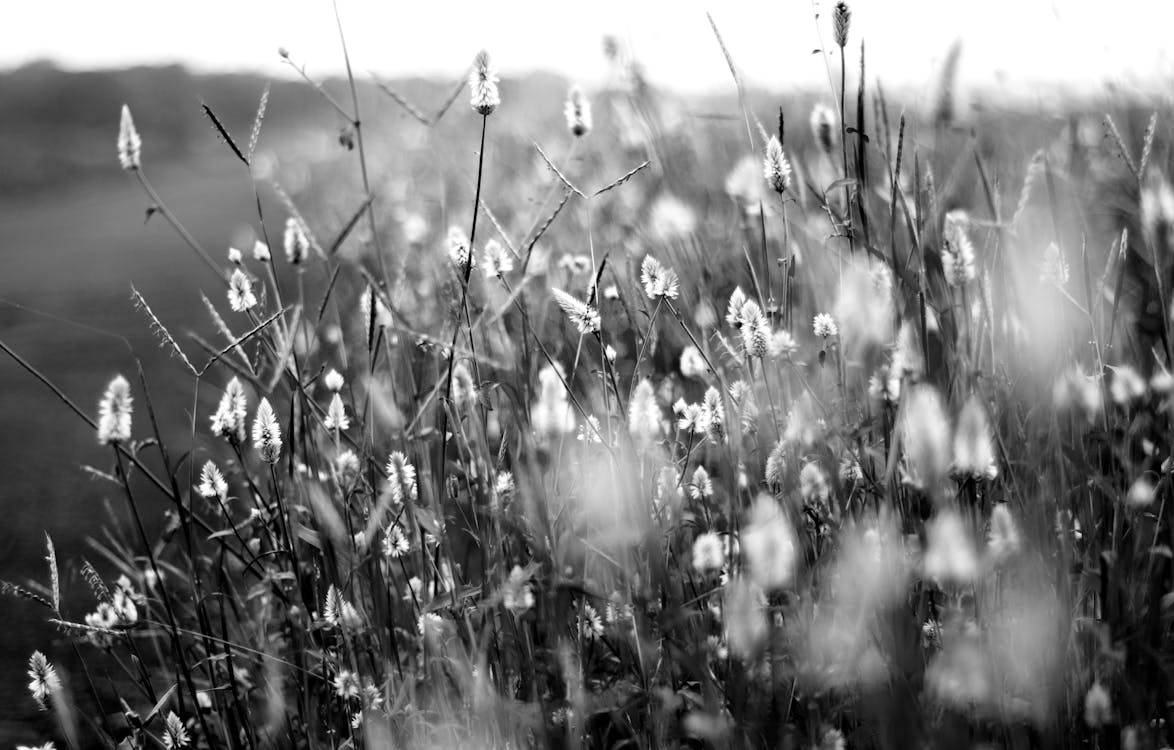 Grayscale Photography of Flower Field
