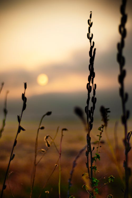 Free stock photo of nature, plant, plants