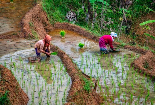 Farmers Working on Rice Paddy