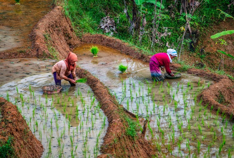 Farmers Working On Rice Paddy