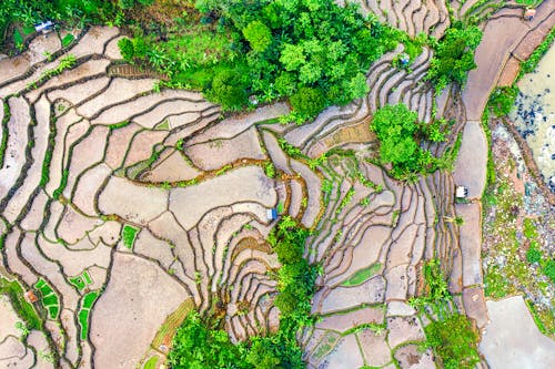 Top View Shot of a Paddy Field