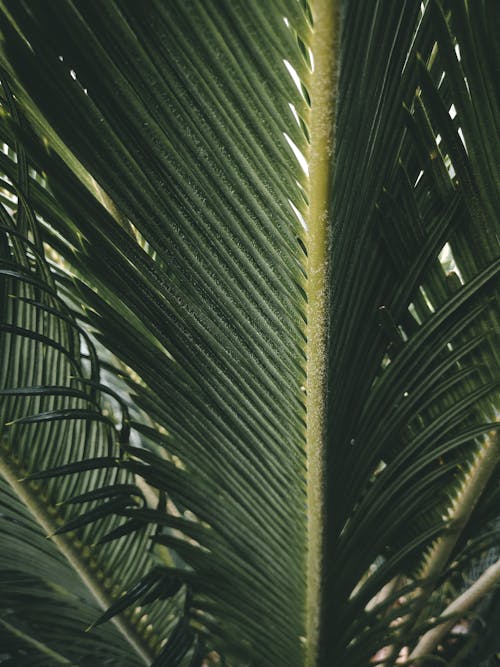 Big green leaves of Beccariophoenix madagascariensis exotic plant