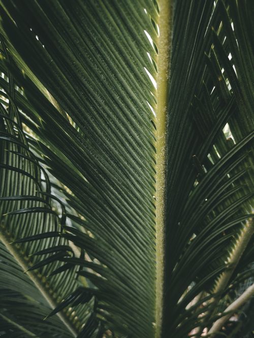 Free From below of textured fresh green leaves of coastal beccariophoenix tree growing in exotic garden on sunny day Stock Photo