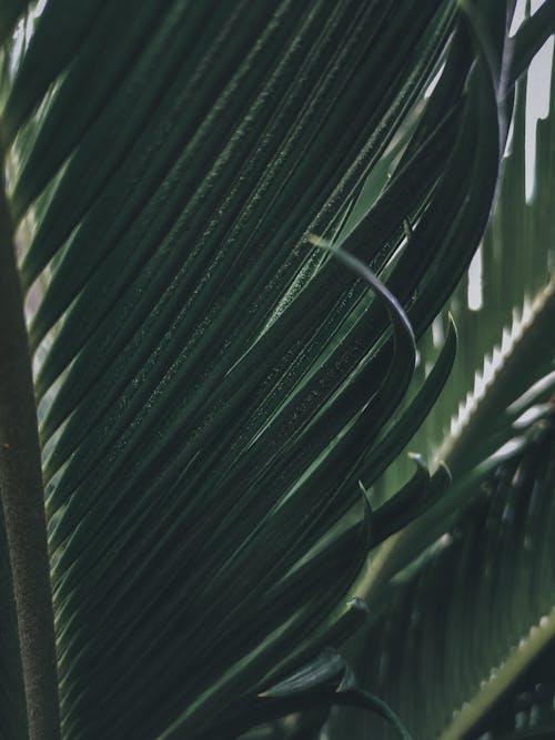 Closeup of healthy green leaf of exotic tree growing in jungle on sunny day