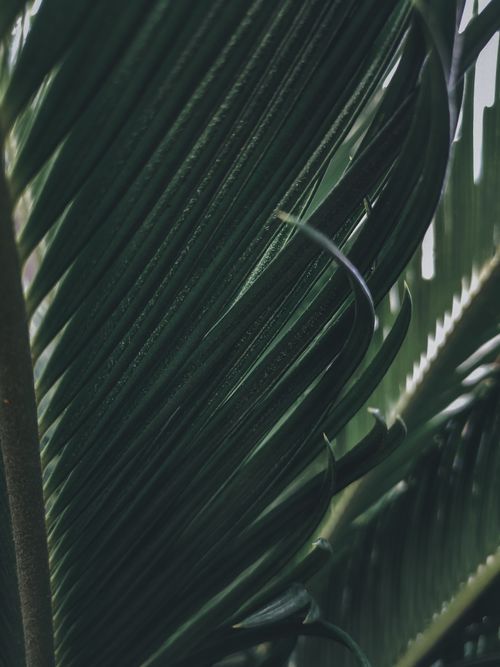 Free Closeup of healthy green leaf of exotic tree growing in jungle on sunny day Stock Photo