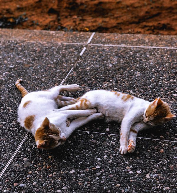 Dois adoráveis gatinhos laranja e brancos deitados em uma superfície externa texturizada, desfrutando de um momento de paz.