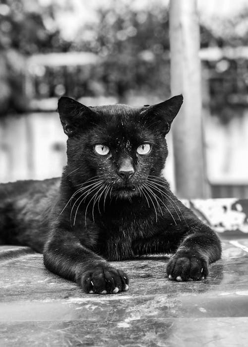 Photos gratuites de animal, animal de compagnie, chat noir