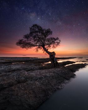 在印度尼西亚望加锡，一棵树的迷人轮廓倒映在星空下的水面上