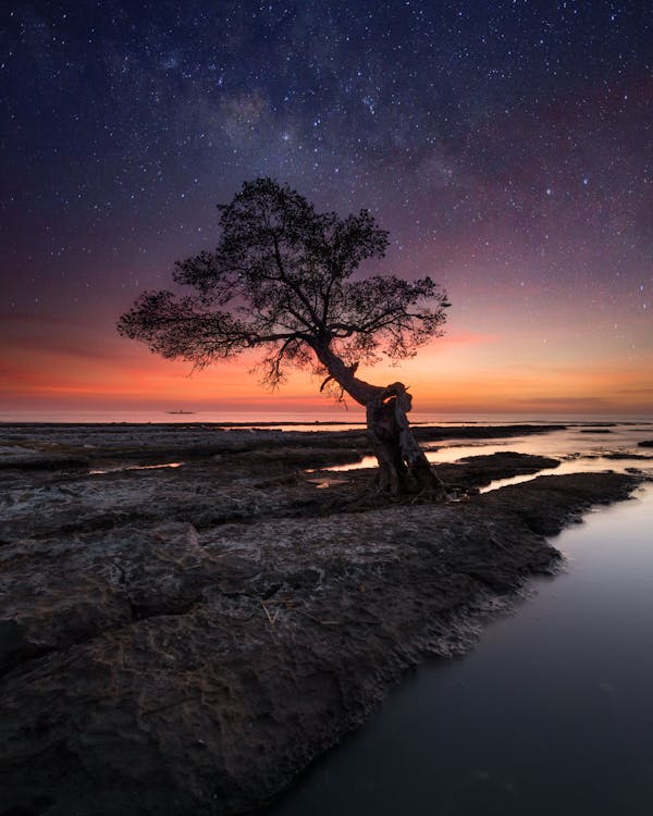 Immagine gratuita di albero, cielo notturno, lago