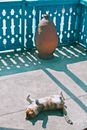 Adorable cat relaxing on veranda on sunny day