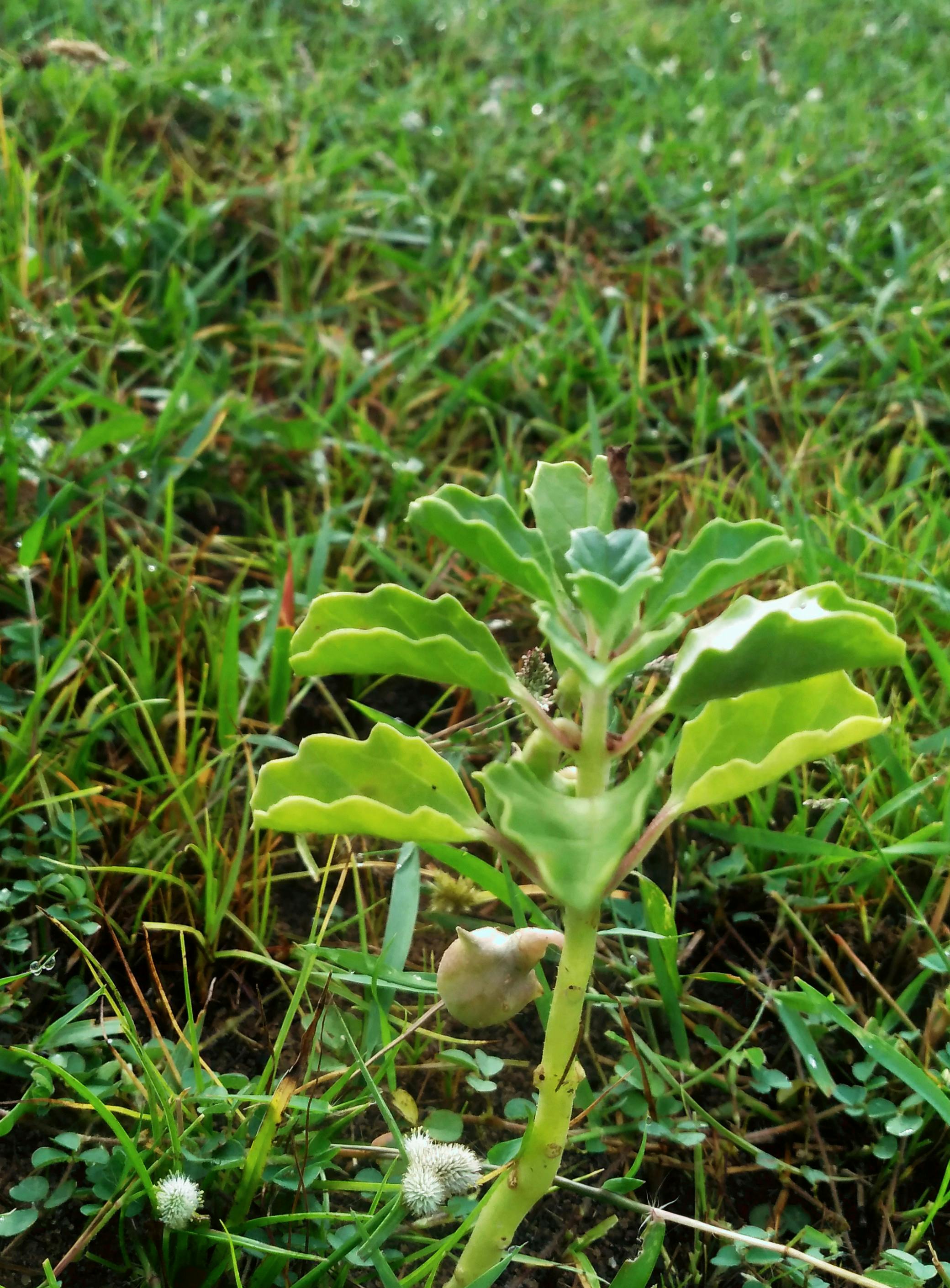 Breakfast bowl with yogurt, berries, and seeds on a light background