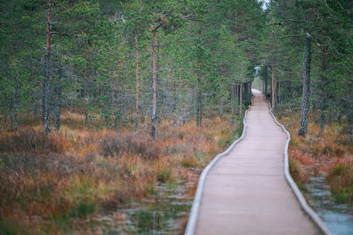 Empty pathway in evergreen forest in autumn