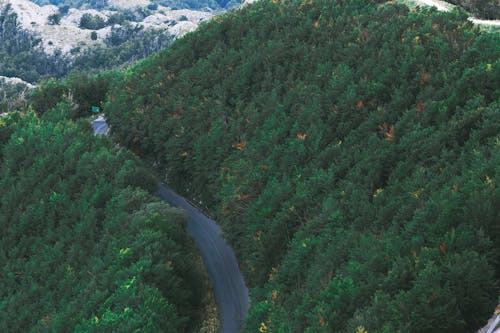 Narrow roadway among lush green trees growing in mountainous valley