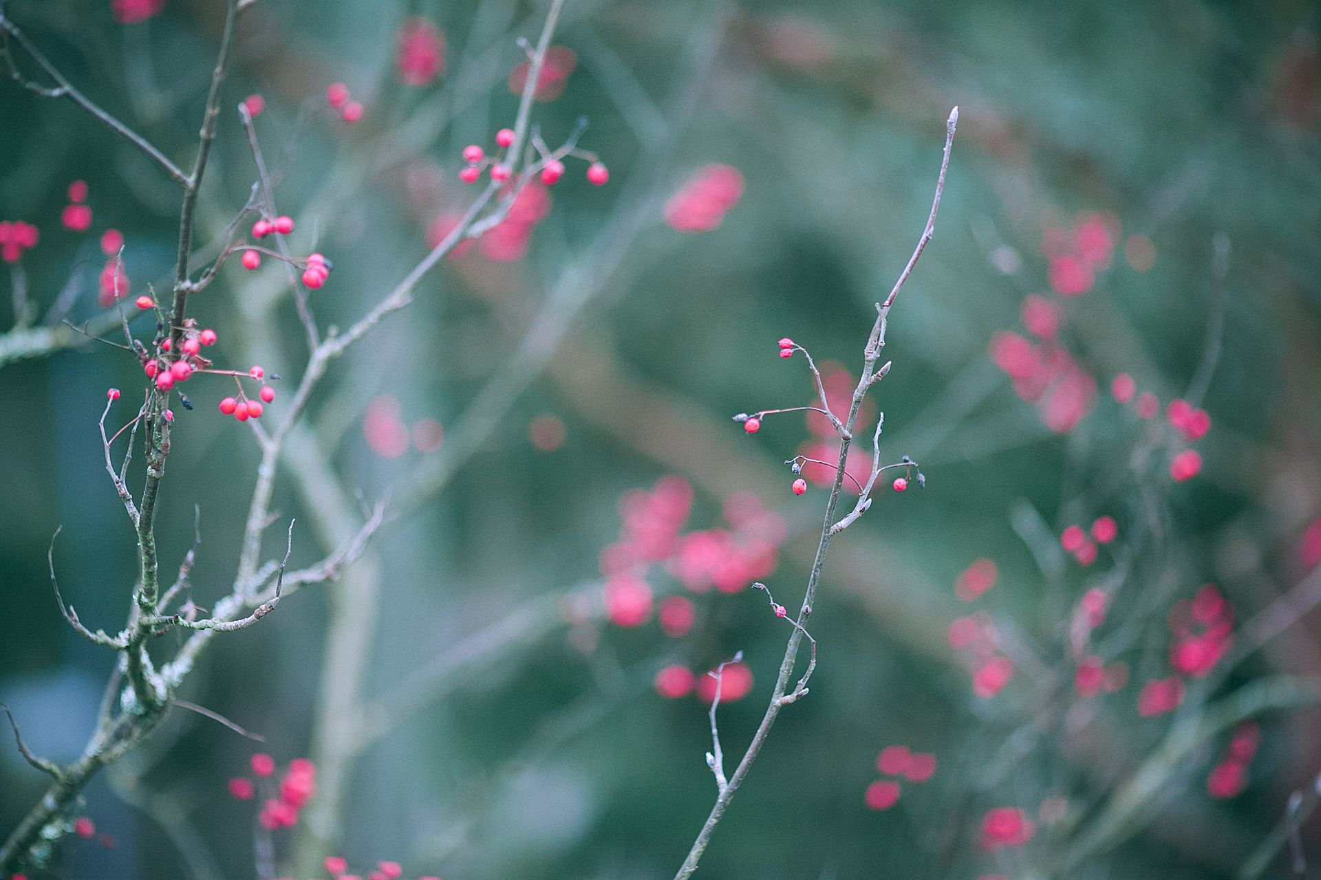 Delicate small red berries on thin leafless tree branches growing in forest on misty day