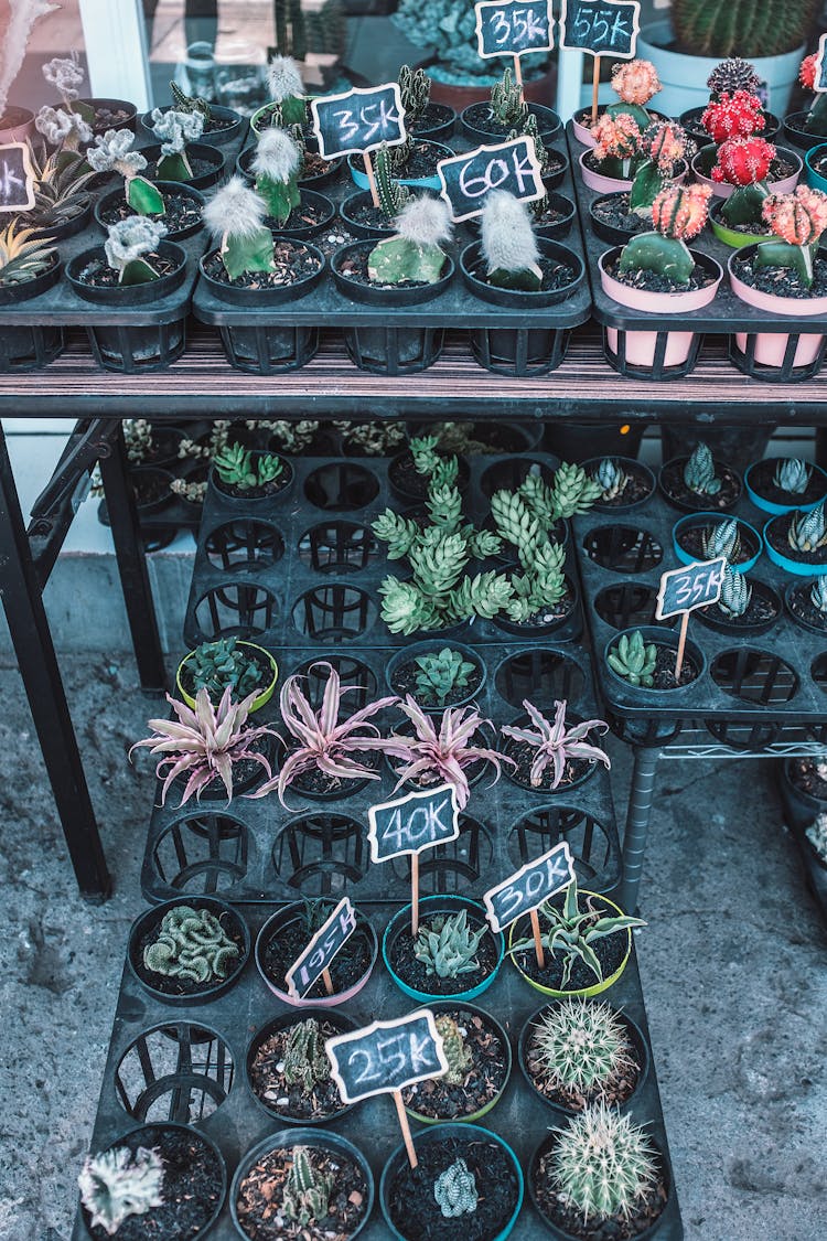 Potted Cactus Plants Arranged On Shelves In Street Shop