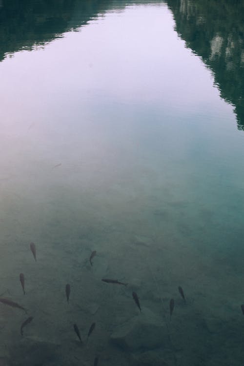 From above of small fish swimming underwater of calm lake with rocky bottom reflecting cloudless sky