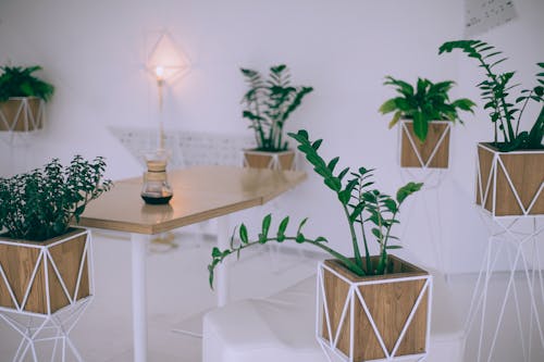 Interior of creative cafe with various potted houseplants and wooden table