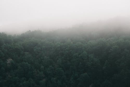 Drone view of spacious verdant woodland with tree peaks covered with dense mist on cold gloomy weather